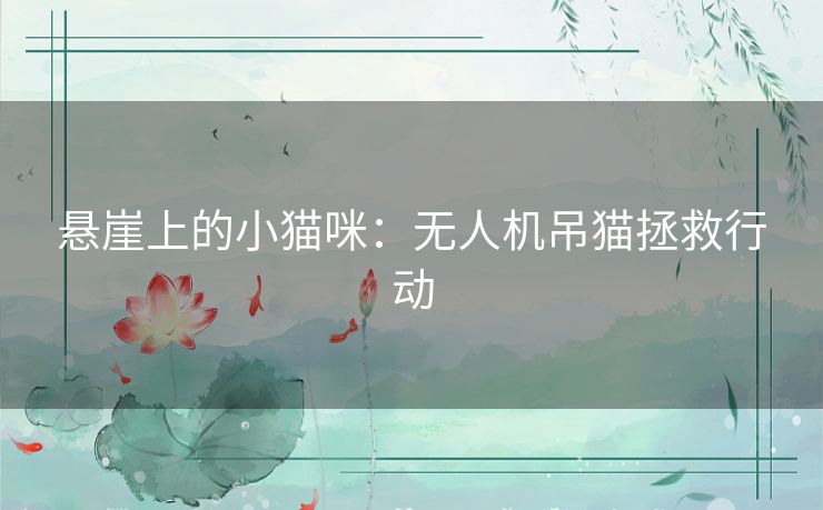 悬崖上的小猫咪：无人机吊猫拯救行动